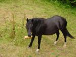 dsc00781.jpg
