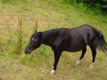 dsc00782.jpg