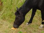 dsc00784.jpg