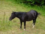 dsc00786.jpg